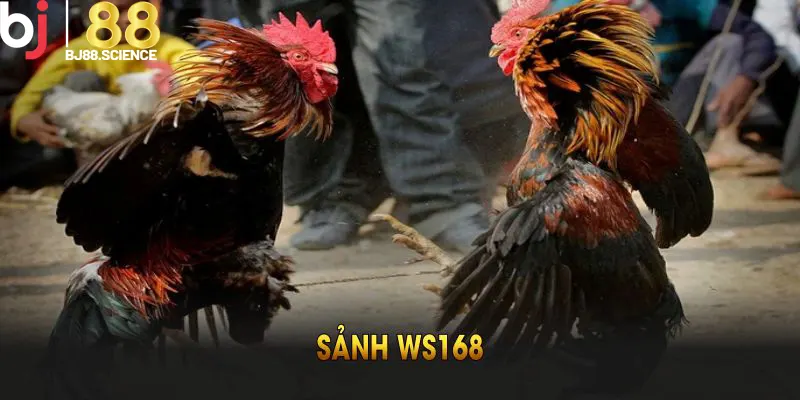 Sảnh WS168 - Sảnh Giải Trí Cá Cược Đình Đám Trong Năm 2025